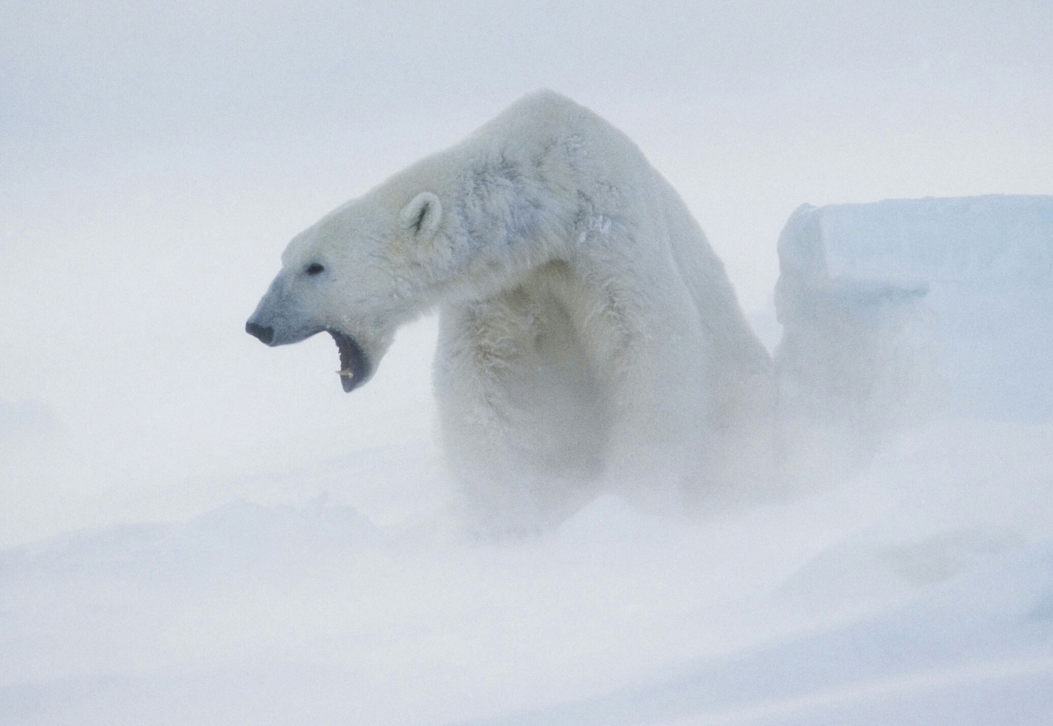Белые медведи в антарктиде фото