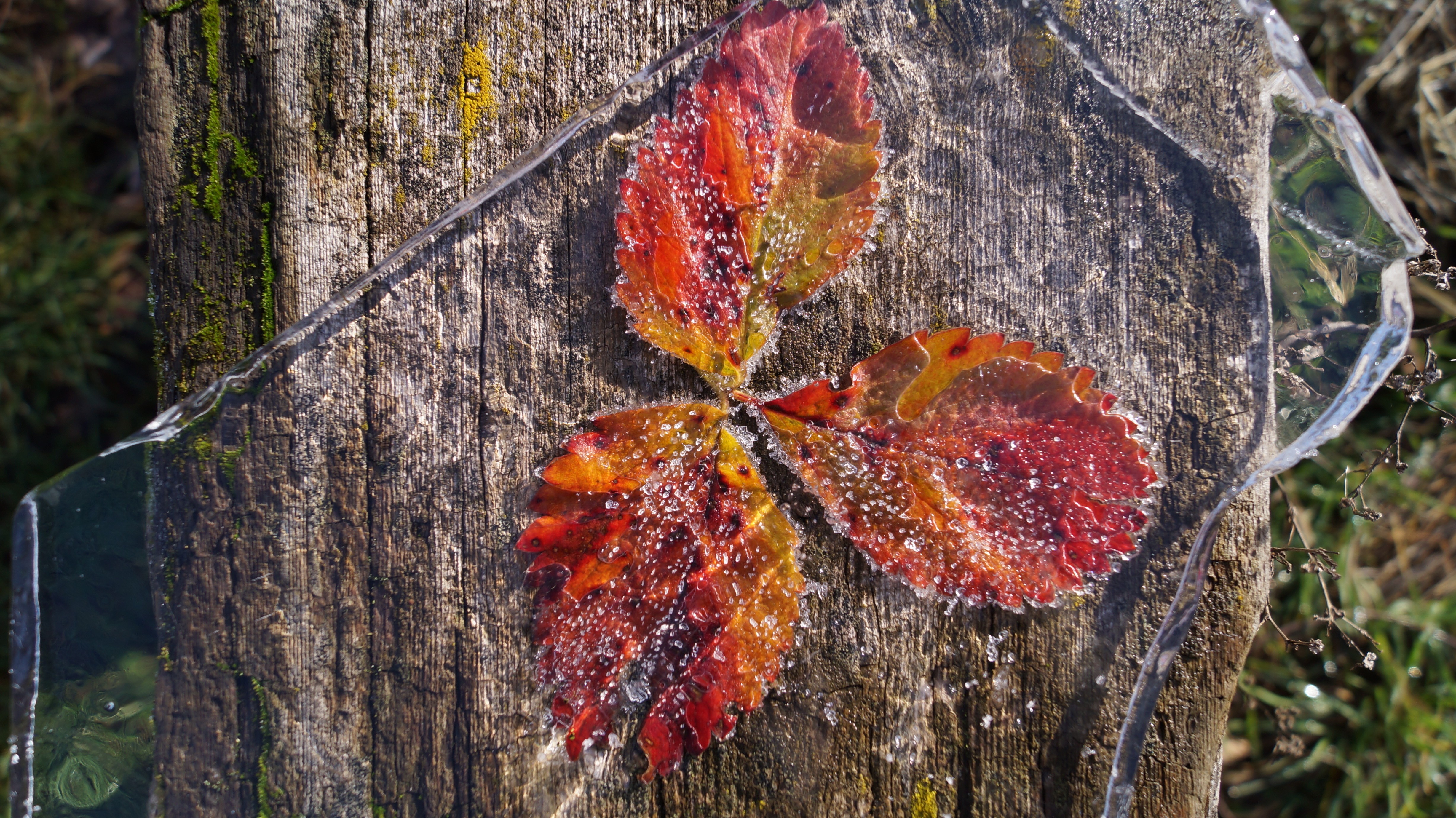 Листья заморозки. Листья в инее. Лес поздняя осень макро. Первые осенние листья. Осенние заморозки.