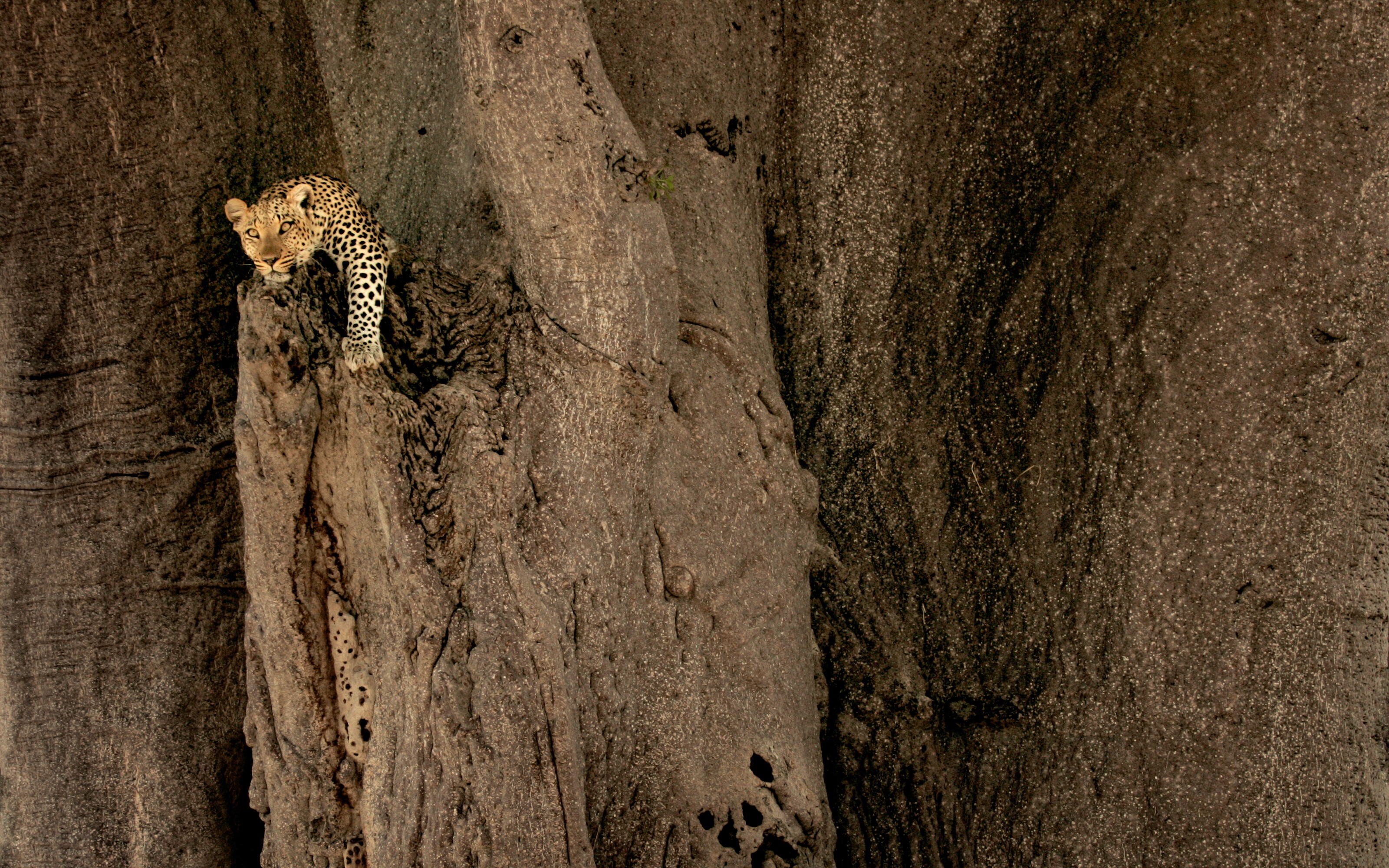 леопард на скалах без смс