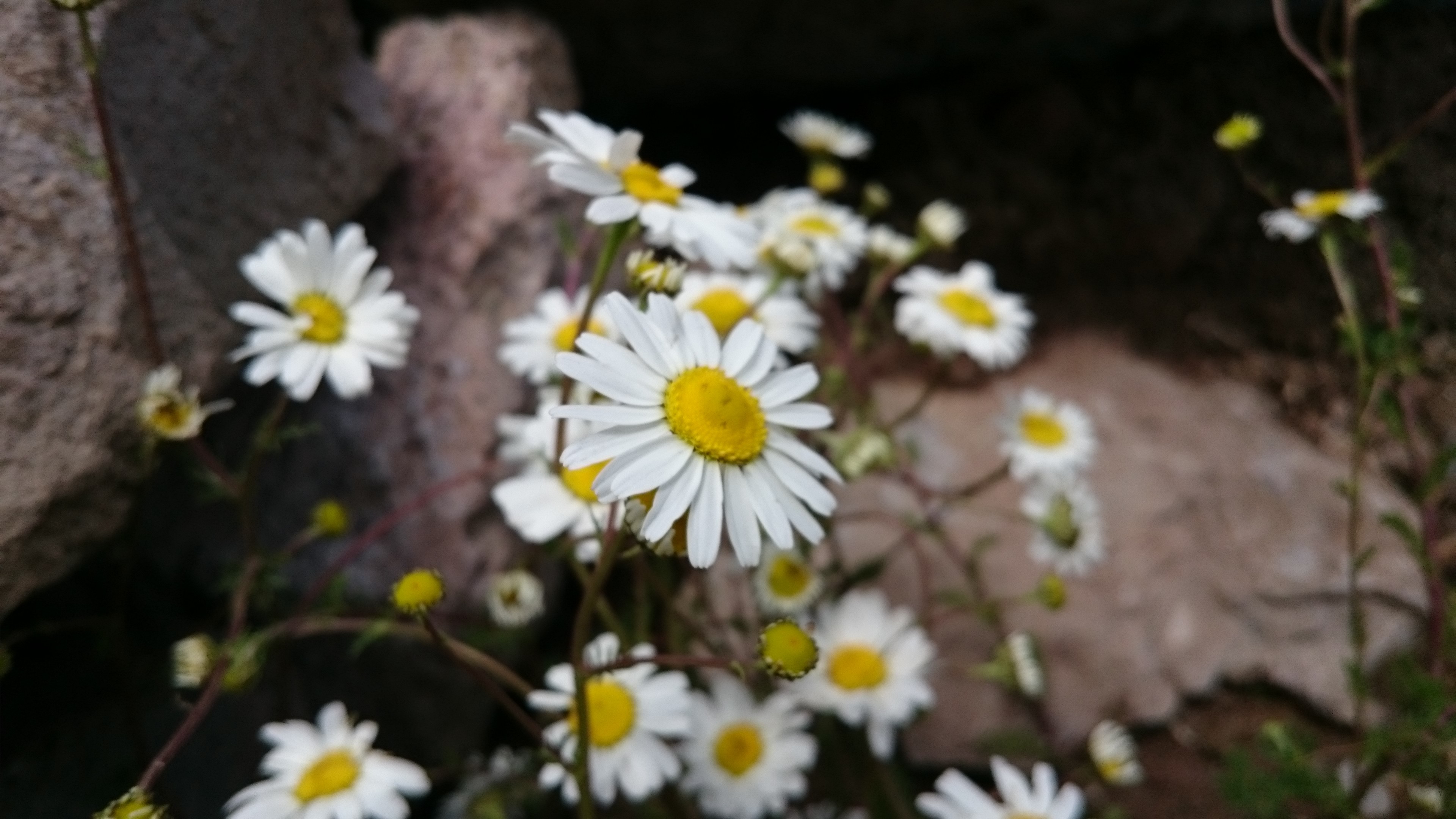 природа цветы ромашки белый бесплатно