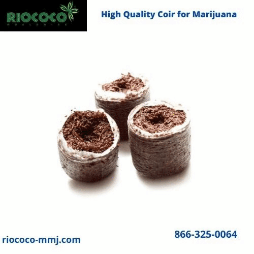 Nowadays, most cultivators prefer to use High Quality Coir for Marijuana growth, as the coir substrate is 100% organic and optimizes aeration with higher water retaining mileages. As coco coir can absorb up to 10 times of water its weight, it helps to sustain the root system well-hydrated. Besides, as it is pH neutral, it allocates nutrients pretty easily in hydroponic farming. Again, with higher adaptability, coir can be applied as a seedling medium, for cuttings, and propagating the mature cannabis plants. With such coco coir medium, the marijuana plants grow healthier and robust. Visit us at: https://www.riococo-mmj.com/