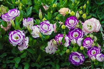 Trailing Petunia offers Lisianthus flower seeds for planting, we provide various flowering seeds with good germination rate at an affordable rate. So, visit our website for online purchasing of any seeds.

 https://www.trailingpetunia.com/collections/lisianthus-seeds