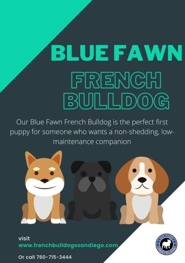 If you are looking for San Diego French Bulldogs for a fun-loving puppy to add to your family, please consider one of our French Bulldog puppies.https://frenchbulldogssandiego.com/product/blue-fawn-male-1-available-for-deposit-760-715-3444/

#FrenchBulldogsforSaleinCalifornia #FrenchBulldogPuppiesForSale #FrenchBulldogs #PuppiesForSale