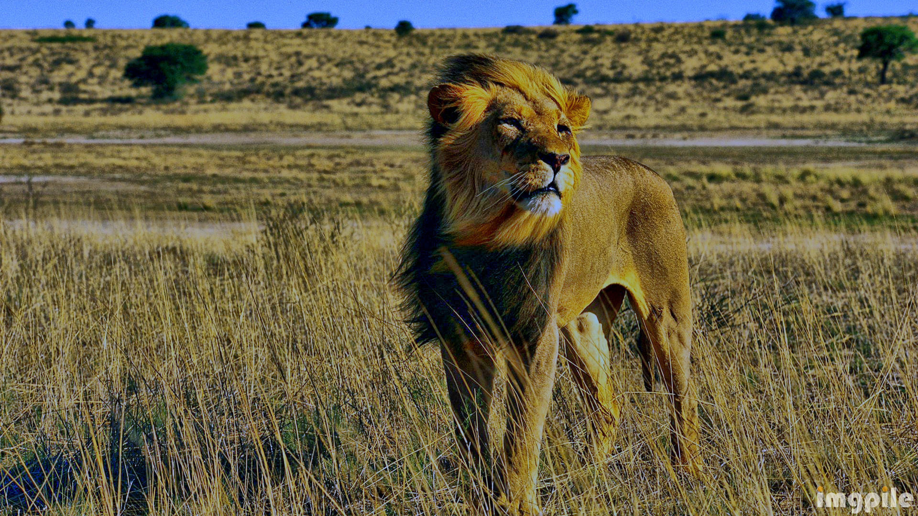Фото африканских животных в природе