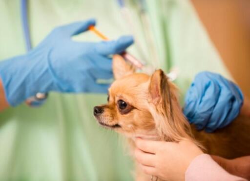 If you want your pet to live as many years as possible, make sure to pay a visit at Wildwood Animal Hospital. The clinic is located at Portland OR. To learn more, click this link. https://www.portlandpetclinic.com/