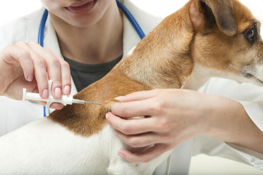 Lakewood Animal Clinic is the best pet medical center in Jacksonville, FL. They & their team strive to provide comprehensive evaluations and patient-specific treatment plans to resolve the cause of pets allergy problems. To learn more information about this topic, visit the given link.
https://www.vetsjacksonville.com/allergies-dermatology