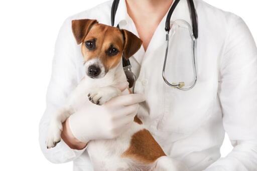 If you have been searching for a vet to take good care of your loving pet, then you should surely visit the Wildwood Pet Hospital official website today. They provide high-quality pet care services at affordable prices in Portland & Gresham, OR. 
https://www.portlandpetclinic.com/