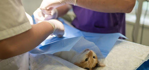 Sarasota Animal Medical Center strives to provide the very best animal medical care, and their hospitals offer a full range of general, surgical, and specialized care. To know more information about this topic, visit the link. 
https://www.sarasotaanimalmedical.com/