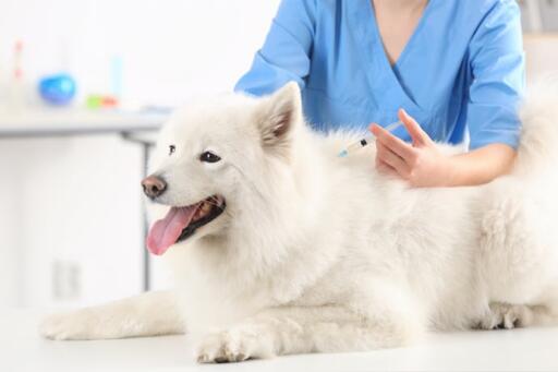 For your pet care needs, you can drop by at Sarasota Animal Medical Center for they offer best services such as Wellness Care, Vaccination, Acupuncture, etc. They are located at Sarasota and Lakewood Ranch FL. Call us now! 941-954-4771