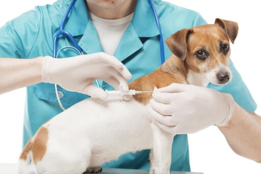 As much as possible, we are always aiming that our loving pets will stay and live longer at our side. By knowing the proper care and providing regular check-up would be helpful. Visit Lakewood Animal Clinic or call us now to know more. 904-990-4995