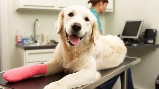 Get relief from your pet’s health problems like arthritis, dental and allergies, etc. through an experienced veterinarian team at Sarasota animal medical center. To know more specific information about this topic, visit the link.
https://www.sarasotaanimalmedical.com/