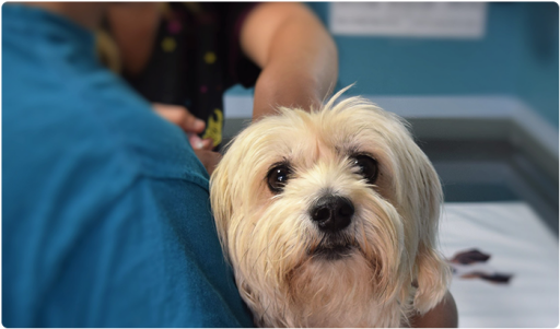 Westside Pet Hospital offers convenient surgery care services for your pets. They use the latest & high-quality technology for pet’s surgery by an experienced veterinarian's team. For more information, contact us at vet clinic in Bend, OR.
https://www.bendvets.com/