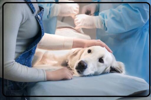 Come to the Lakewood Animal Clinic to get complete and affordable pet care service. They offer good quality animal care services like vaccination, wellness, surgery, nutrition, and weight management, etc. Contact Vet Clinic in Jacksonville, FL today for more information.
https://vetsjacksonville.com/