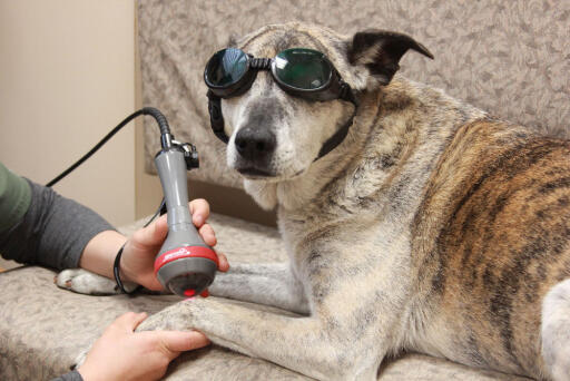 Laser therapy is a painless, non-invasive treatment that stimulates the body’s natural healing and pain control response. If you are looking for the best laser therapy treatment center for pets, contact Animal care center of carters creek. Here you will get reliable laser treatment through an expert veterinarian team. To know more, click the link.
https://www.yourpetsnewvet.com/laser-therapy