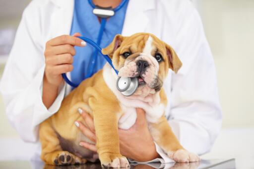 Our pet clinic works hard to rapidly determine the issues so that we can give the patients happiness and full satisfaction. We love our patients just as much as our very own animal friends and it’s crystal clear in all we do. Visit this link. https://vetscolumbia.com/