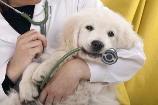 Lakewood Animal Clinic is proud to offer a comprehensive range of services to your pet's specific veterinary needs like vaccines, surgery, dentist & more. To learn more information about the best animal hospital in Jacksonville, FL, visit the link.
https://www.vetsjacksonville.com/