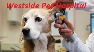 Westside Pet Hospital offers high-quality, low-cost veterinary care for pets. Their veterinarian's team provide routine preventative care to keep your pets healthy & happy. To learn more details about the excellent pet care center, visit the website link.
https://www.bendvets.com/