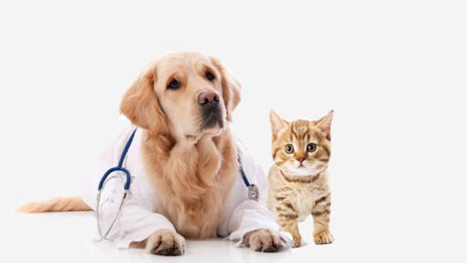 Our vets will provide you the information on different services which your pet’s needs. Providing your loving paw friend a regular vet exam would be great. So, call us anytime! 410-579-2918