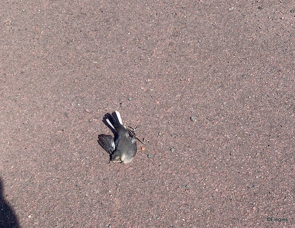 dead bird hit by car