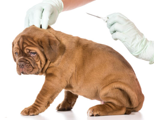 A lot of pet owners are led to believe that microchips cause cancer which is a false claim. This has caused other pet owners not to have microchips fitted on their pets. To know more, visit the website link. https://www.sarasotaanimalmedical.com/