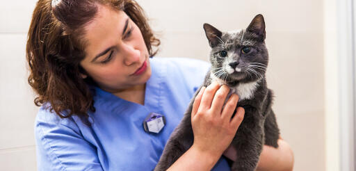 You will need to bring your cat to the vet plenty of times throughout your pet’s entire lifetime. Your vet needs to see your pet cat for wellness checkups, vaccination, deworming, and to address illness. Visit the website link to know more. http://portlandpetclinic.com/