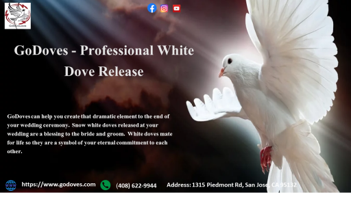 A couple of Doves is oftentimes utilized as an indication of glad day to day life, steadfast coordinated effort, and joint collaboration. GoDoves is the most savvy approach to deliver white Doves in the Bay Area. This is a contacting and emblematic approach to end a remembrance or entombment administration, just as a smart and exceptional gift. To know more visit our website- https://www.godoves.com/