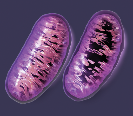 The mitochondrial preparation scheme of animal tissue, cultured cells, and plant samples established by MitochondriaSci has the characteristics of high yield, high purity, and complete structure, which can meet your needs for follow-up research on mitochondrial physiological function and omics analysis.	Extraction Mitochondria	https://www.mitochondriasci.com/separation-and-extraction-of-mitochondria.html