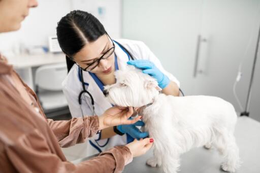 If you are looking for a best care clinic near your area, try visiting Sarasota Animal Medical Center for we are just located at Sarasota and Lakewood Ranch, FL. Please try reaching us now at this number for appointment. 941-954-4771