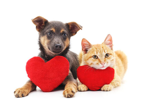 Your pets need regular assessment with the best veterinarian near you. Visit our facilities located at Columbia and Spring Hill, TN for we cater most services your loving pet definitely needs. Call us now! 931-489-9333