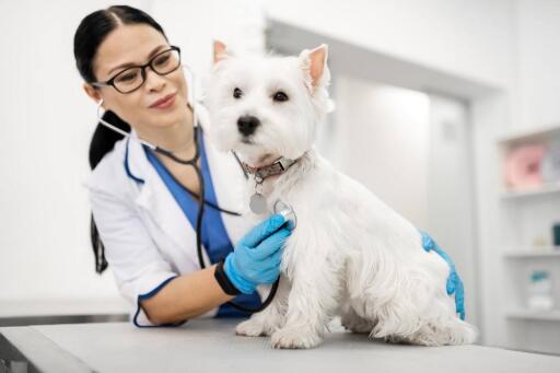 If you are looking for a pet clinic that can provide everything your pet wants, then pay a visit at our facilities in Sarasota and Lakewood Ranch, FL. We can give all your pet’s needs. Call us right away! 941-954-4771