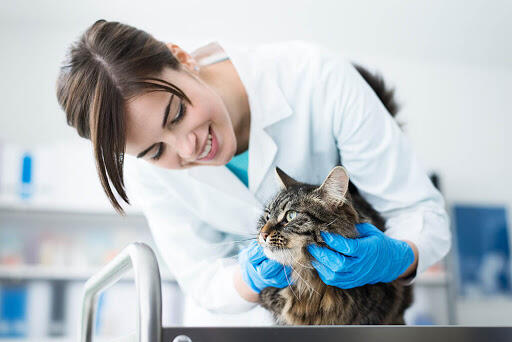 By giving proper care and wellness of our loving fur friend, I am sure that is all they ever wanted. Our veterinarians can give you more tips and assistance. Feel free to drop by at our clinics so we can give you schedule for appointment. Call us now! 940-278-0919