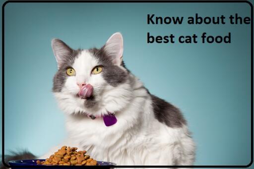 Cats are small and carnivorous mammals. If you are an owner of a cat, it is very important to you that know which types of food are better for your cat's health.  If you want to know more information about the best kitten food, contact your nearest veterinary clinic Raleigh, NC.

https://www.tuscanridgeah.com/