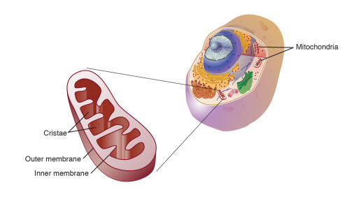 MitochondriaSci has rich experience in studying mitochondrial DNA methylation and hydroxymethylation and extends the latest research methods. We can provide customers with the most comprehensive services for studying DNA methylation so that you can conduct the latest mitochondrial methylation and hydroxymethylation research at any time.	Methylation Test Service	https://www.mitochondriasci.com/methylation-and-hydroxymethylation.html