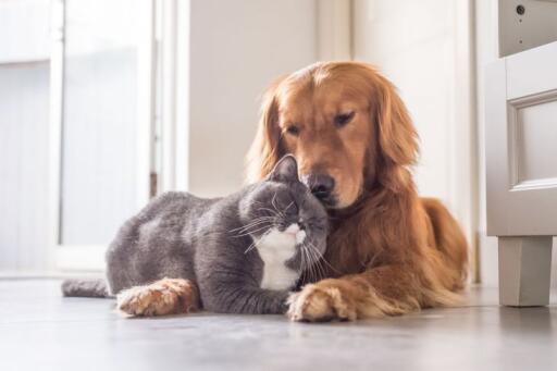 Most of fur parents consider their pets as part of the family. They give everything just to make their paw friend's happy always as well as healthy. To learn more, call us now! 940-278-0919