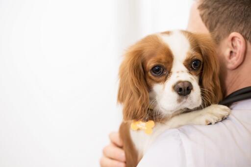 Always give priority for your pet's health and needs. Regular wellness checks to your loving four-legged friend is highly recommended. Give us a call for more details. 301-683-7117