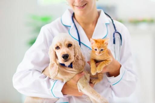 If you are looking for a good vet to give you some tips for proper care of your pet, we can give you an assistance for that. Pay a visit to our facilities located at Wichita KS and Derby. Or contact us anytime! 316-260-5019