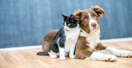 Always treat your fur friend as one of your own. By providing him at least his basic needs. Also give him nutritional diet and regular wellness check. Visit us in our facilities located at Columbia and Spring Hill, TN. Or call us anytime! 931-489-9333