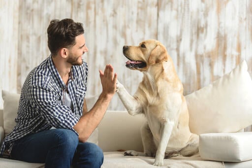 For more tips on proper care and handling of your pets, you can visit our Coit Hedgcoxe Animal Hospital at Plano and Frisco, TX. Or you can call us anytime for appointment. 940-278-0919