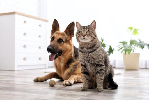You are showing your love to your paw friends by giving them at least their basic needs. We can share it to you some of the ideas of proper care and handling. Visit us at Aurora and Southeast Denver CO or call us now! 303-368-4171