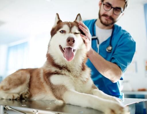 Giving quality time to your loving pets can help you understand their particular needs. Our clinics which located in Plano and Frisco, TX can provide tips in getting to know more furry friend. Call us now! 940-278-0919