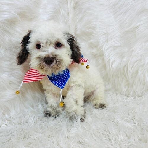 Looking to buy Maltese-poodle Maltipoo breeders in Dallas? Abcpuppy.com is a renowned platform to find the cutest hybrids like Maltipoo breeders, Maltese poodle mix puppies, and more which are available at an affordable price. Kindly visit us for more details.


https://www.abcpuppy.com/pages/maltipoo-info