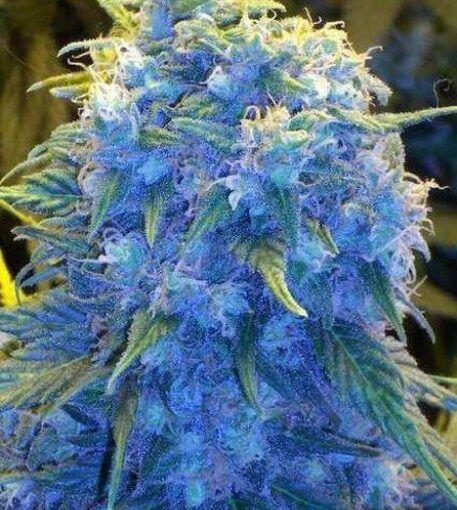 Searching to buy blue monster strain? Theseedfair.com is an outstanding platform that sells blue monster feminized cannabis seeds and tells the effects of our blue monster strain. For more details, visit our site.

https://theseedfair.com/product/blue-monster-feminized-cannabis-seeds/