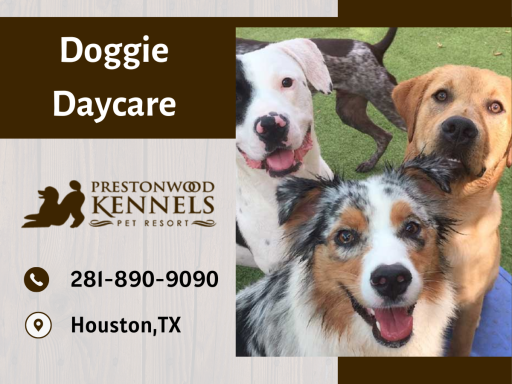 Our doggie daycare activities will get your pet used to interacting with other dogs and ensure that your dog is at comfortable.