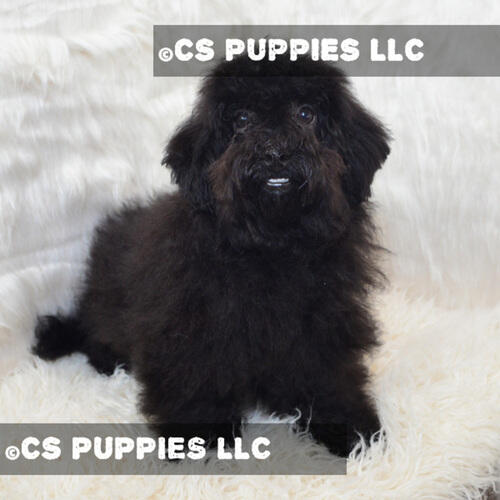 ABC Puppy is offering the best bichpoo poochon puppies in texas. Here you can buy adorable bichpoo puppies which are available in a variety of colors at a valuable price. For more info, visit our website.

https://www.abcpuppy.com/pages/bichpoo-info