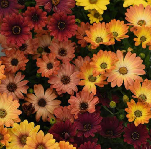 If you want to buy Osteospermum Seeds then Trailing Petunia company is fit for your job. We have a great variety of Osteospermum Flower Seeds. These are great for early spring into summer and bloom very well very eye-catching in color many times called an African daisy they are drought tolerant. For more information visit our website.
https://www.trailingpetunia.com/collections/osteospermum-seeds
