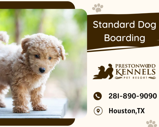 Looking for a secure location to board your pet? Your dog boarding strives to treat every dog as a welcomed guest and provides the luxury that every pet should be able to feel.