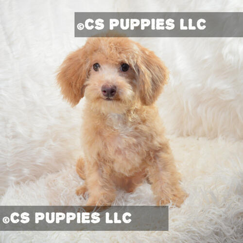 ABC Puppy is offering the best bichpoo poochon breeders in San Antonio. Here you can buy cute and adorable bichpoo breeders which are available in a variety of colors at a valuable price. For more info, visit our website.

https://www.abcpuppy.com/pages/bichpoo-info