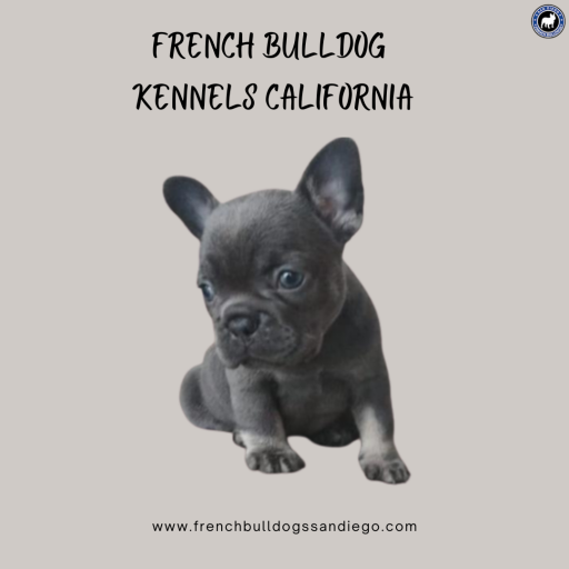 We are proud to offer our Bulldog puppies for sale. Our puppies are raised indoors in a family environment with loving care. The puppies are part of our family, in fact, they are never kenneled in the same room that they sleep in at night. For further details contact at 760-715-3444 Or visit https://frenchbulldogssandiego.com

#FrenchBulldogKennelsCalifornia#FrenchBulldogsforSaleinCalifornia #FrenchBulldogPuppiesForSale #FrenchBulldogs #PuppiesForSale