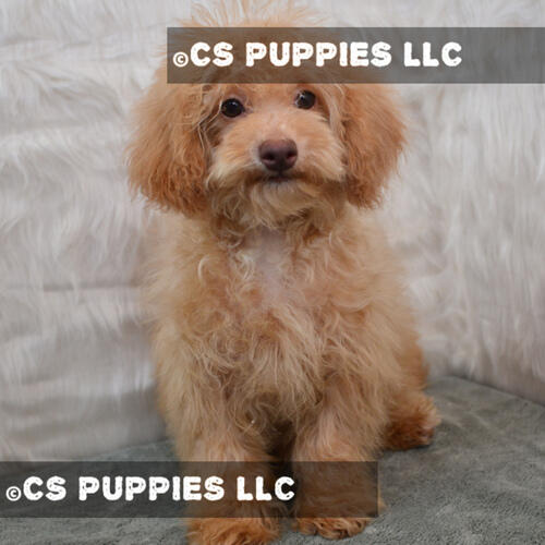Looking to buy Maltese-poodle Maltipoo breeders in San Antonio? Abcpuppy.com is a renowned platform to find the cutest hybrids like Maltipoo breeders, Maltese poodle mix puppies, and more which are available at an affordable price. Kindly visit us for more details.

https://www.abcpuppy.com/pages/maltipoo-info