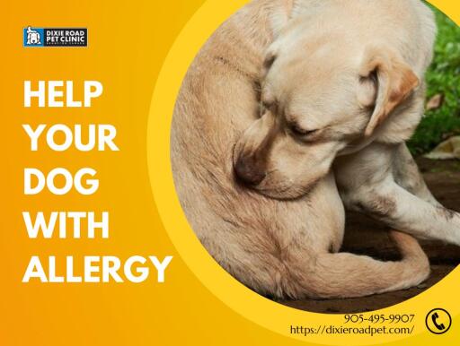 If Your dog is having an allergy then try to reduce exposure of animals as much as possible. You can also carry pet allergens on their hair and clothing. For best results, visit the best vets Brampton ON. Visit here for more information.
https://dixieroadpet.com/